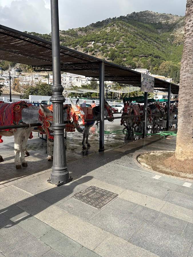 Parking de burros y caballos