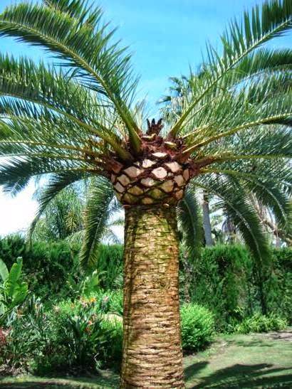 Jardinería Gren Garden Sotogrande