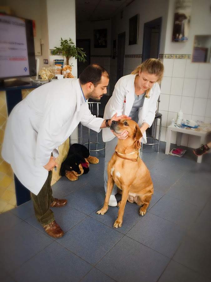 Clinica Veterinaria Estepona