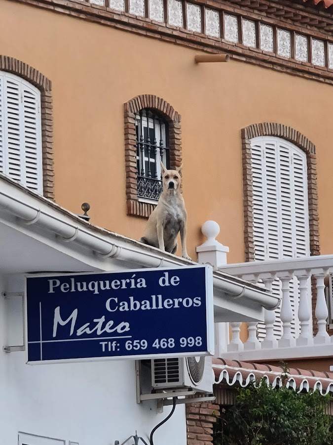 Peluquería De Caballeros Mateo