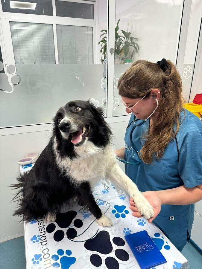 Clínica Veterinaria Animal Trust