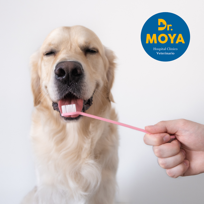 Hospital clínico veterinario Dr. Moya