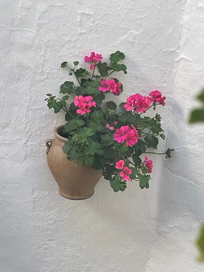 Floristería Mari Toñi