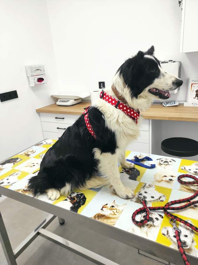 Boycan Centro Veterinario