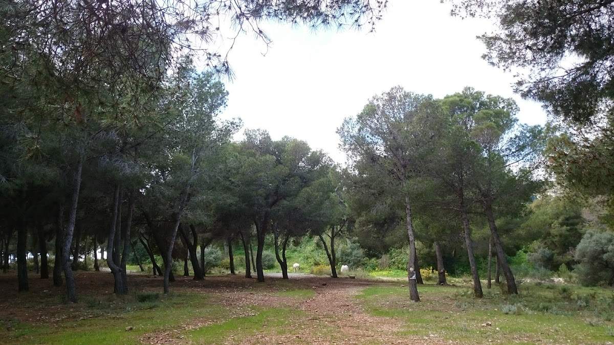 Parque periurbano Pinar de los Manantiales