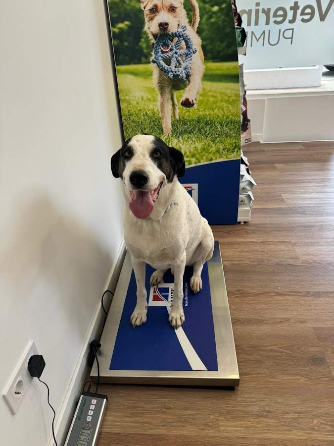 Clínica Veterinaria Pumba | Torremolinos