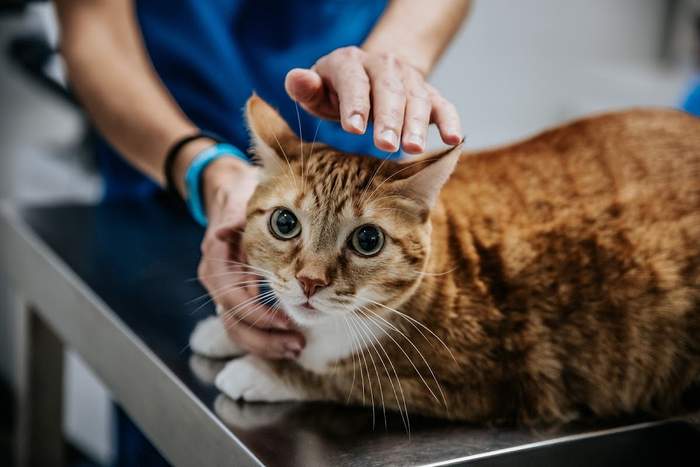 Hospital Veterinario SOS Animal