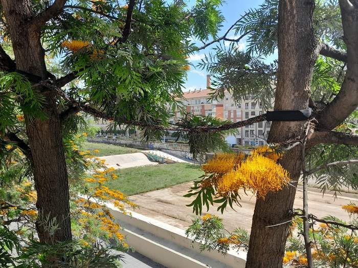 Servicios de Arboricultura Málaga