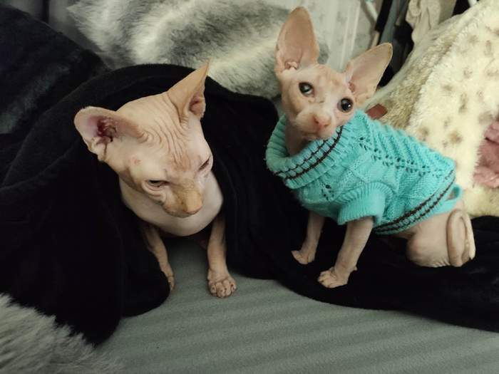 Clínica Veterinaria Gatycan