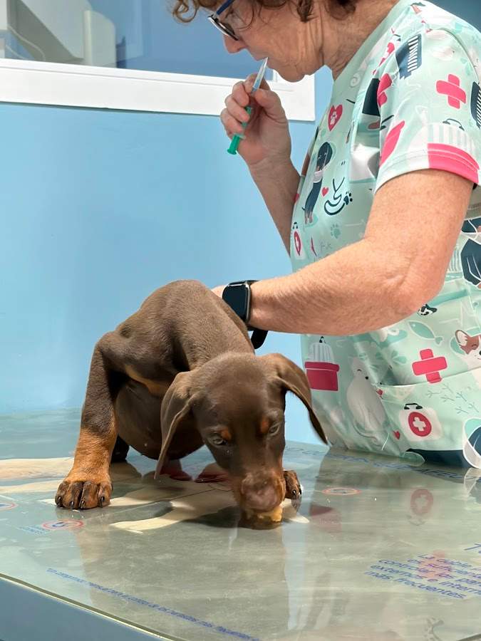 Hospital Veterinario Animales de Compañia