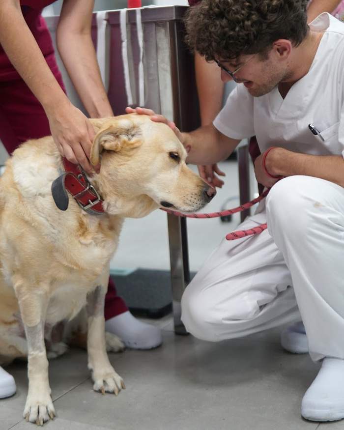 Hospital Veterinario Urvemace