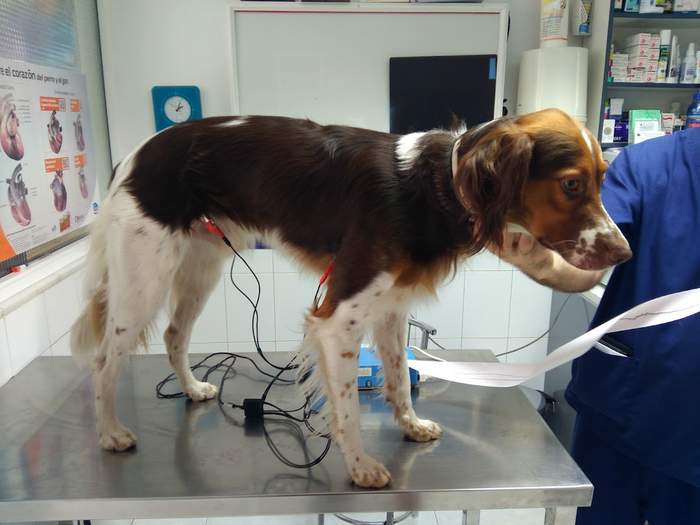 Centro Veterinario Benalmádena Costa