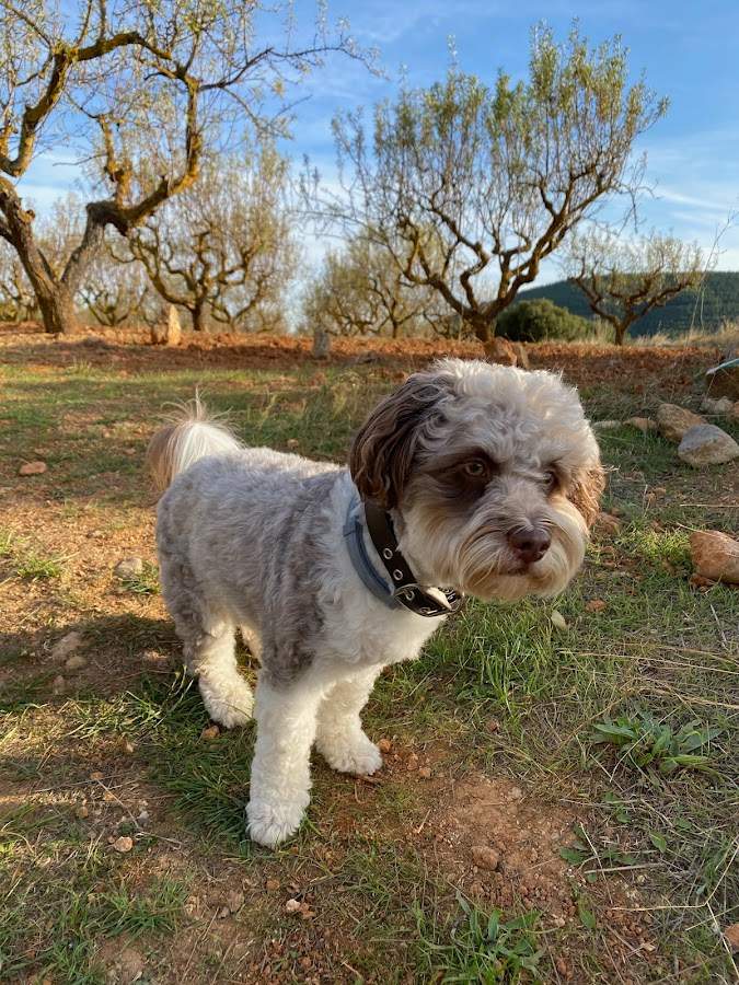 Peluqueria Canina Mimitos